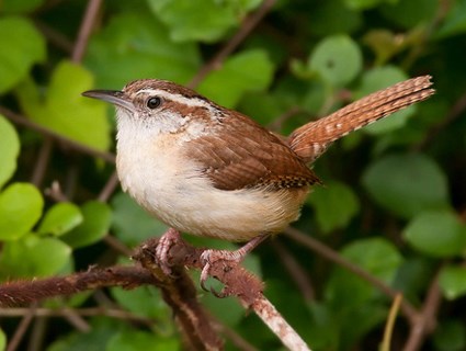 carolina_wren_1