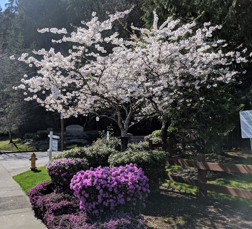 cherry_blossoms.jpg
