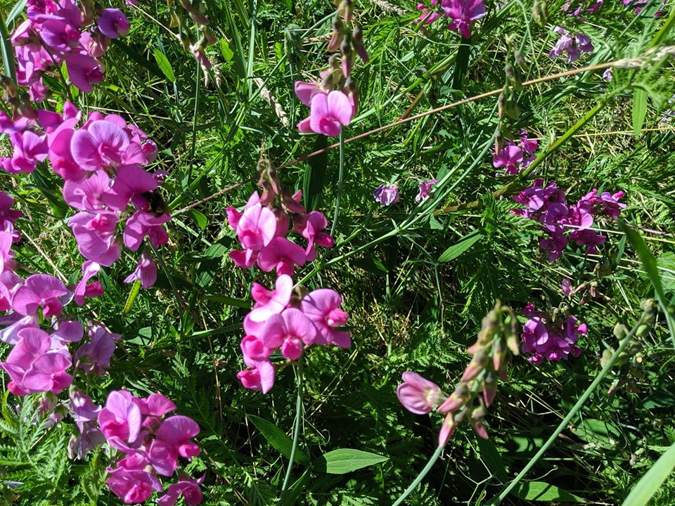 Everlasting_Pea_flowers