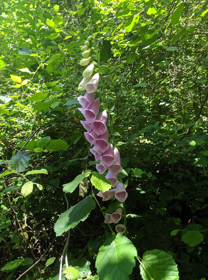 Foxglove_flowers.jpg