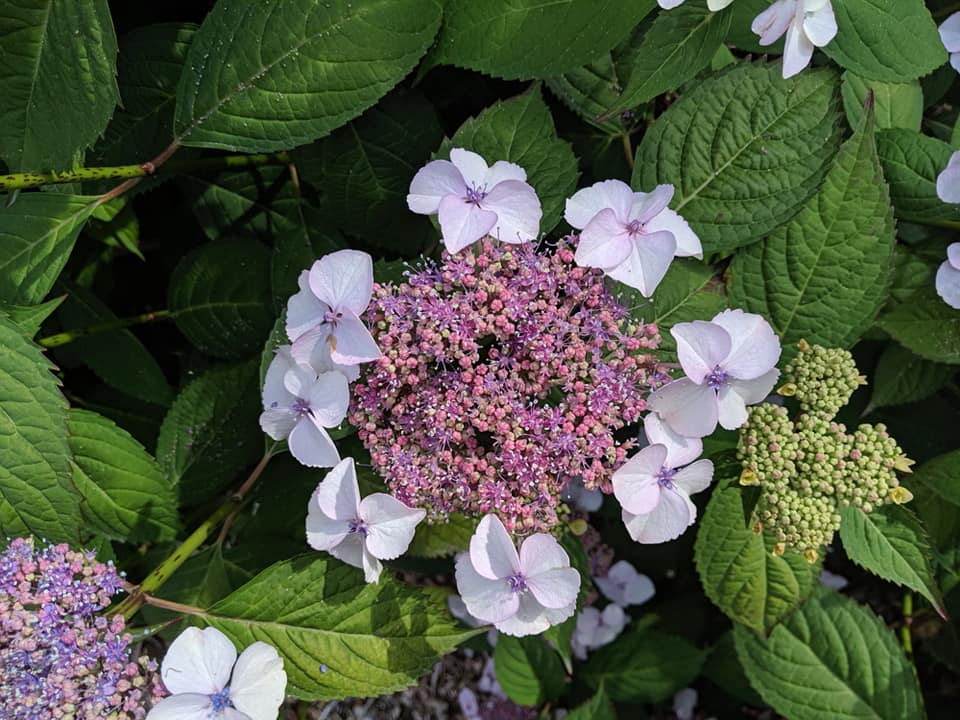 lacecap_hydrangeas.jpg