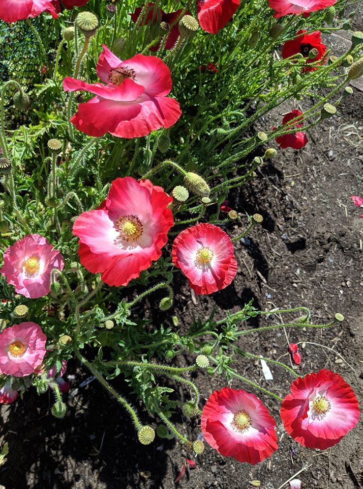 poppies.jpg