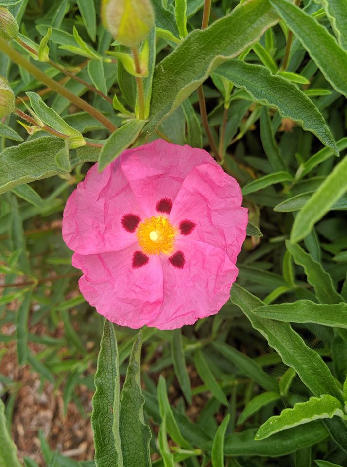 Rockrose