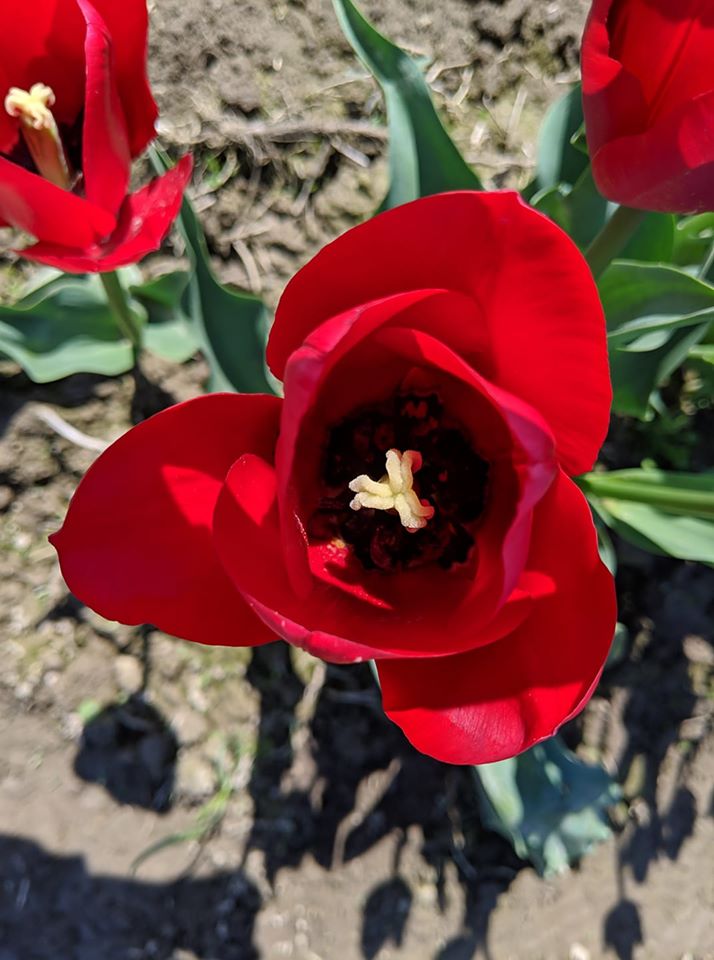 tulip