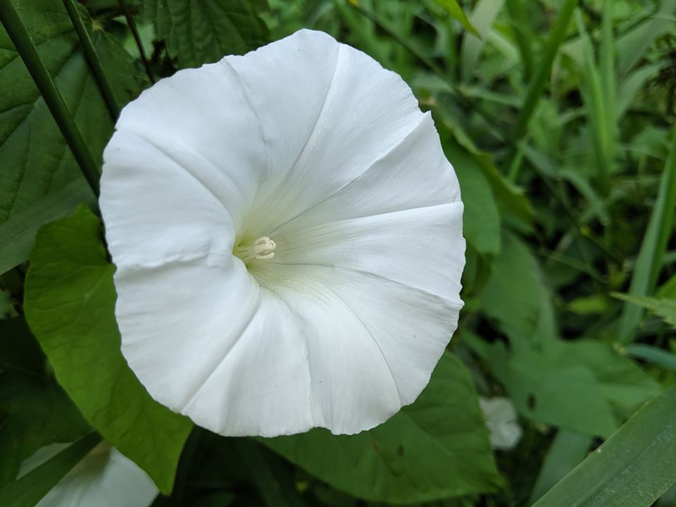 Wild_Morning_Glory.jpg